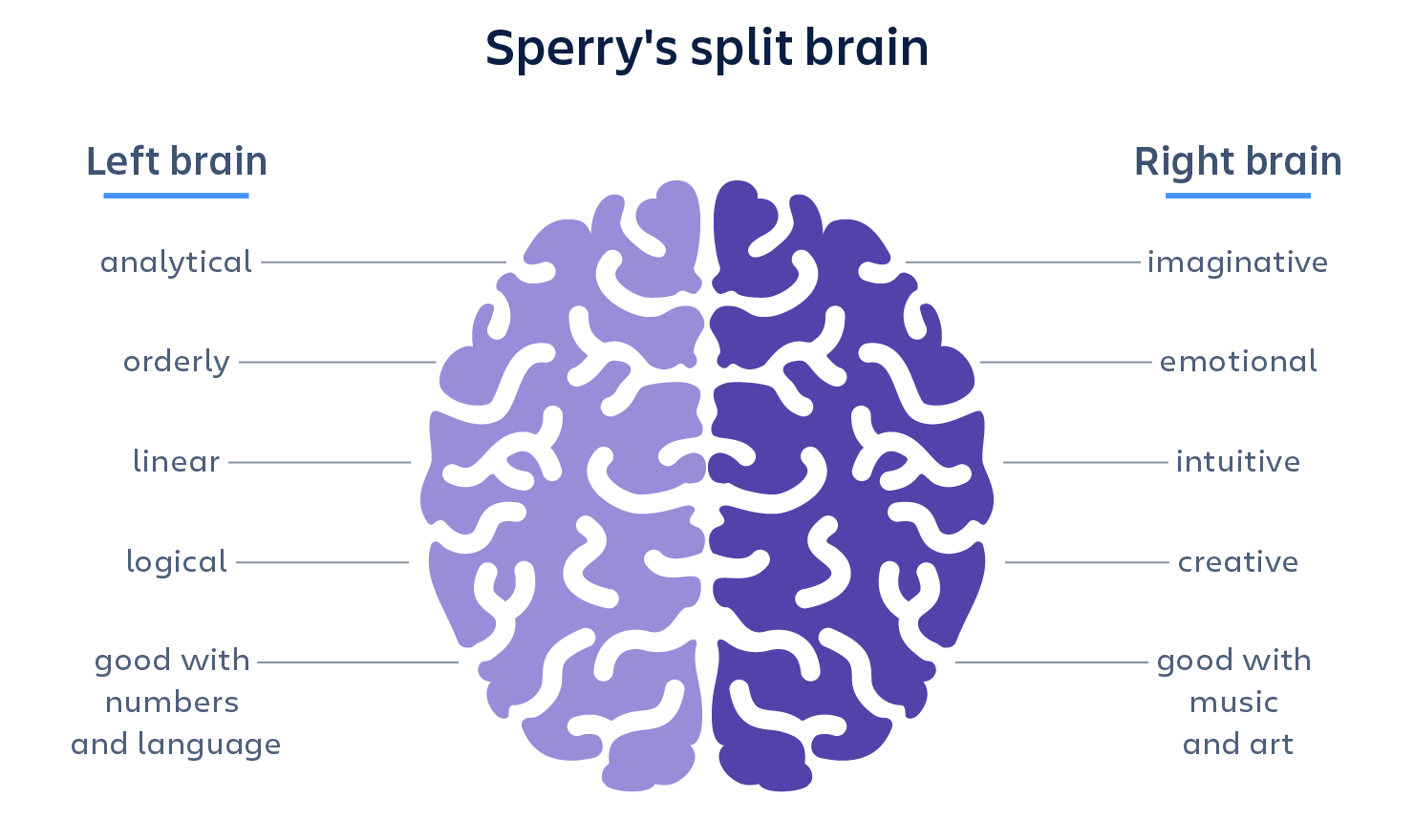 Blog placeholder image for Left vs Right Hemisphere: Myths & Facts